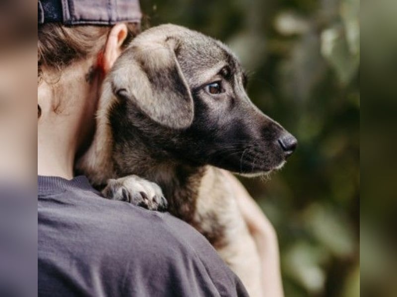 Unai süßer Junghund
