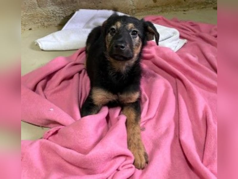 Wichtel, süßer Welpe