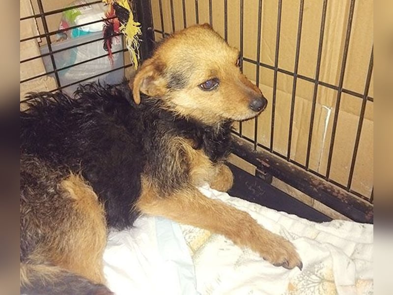 zarte kleine Hundeseele AUDREY - 1,5 Jahre, 35cm/7kg