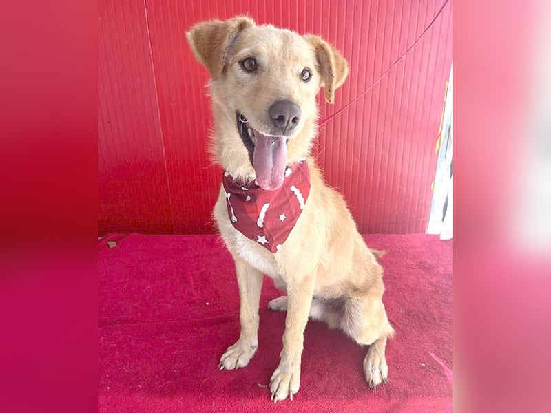 ❤️❤️❤️ liebenswerter FRENKI ging durch die Hölle - 2,5 Jahre, 42cm - Mischling