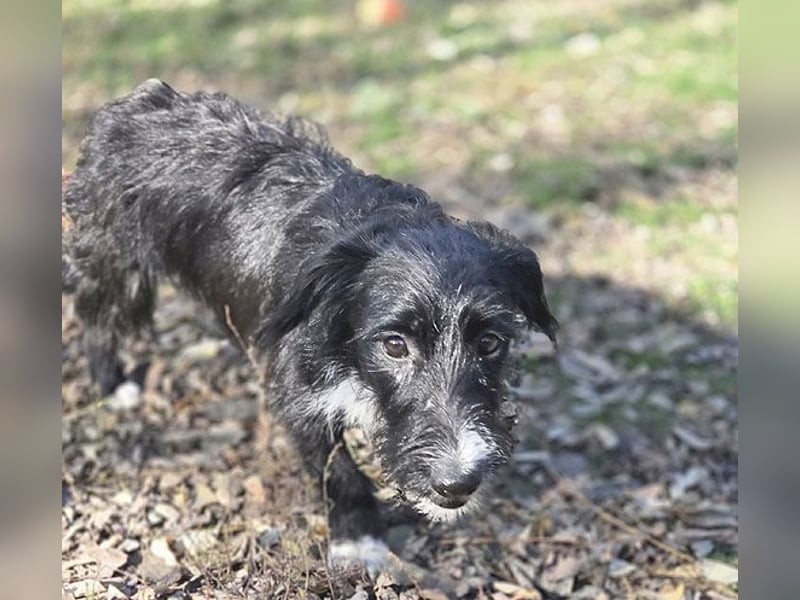 kleiner Struppi-Mix BOGYO - 9 Monate, 35cm