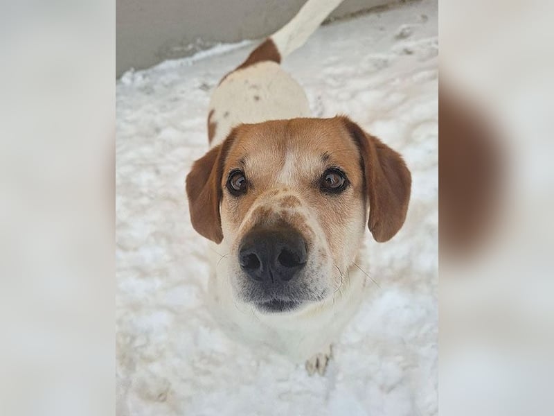 ❤️❤️❤️ knuffiger allerliebster MUFFIN - 4 Jahre, 37cm - Mischling