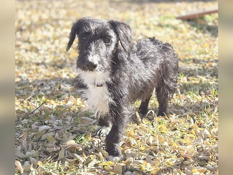 kleiner Struppi-Mix BOGYO - 9 Monate, 35cm