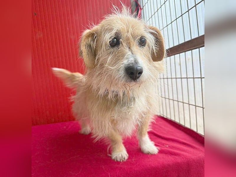 liebe kleine Struppi-Maus MOMO - 9 Jahre, 30cm/9kg