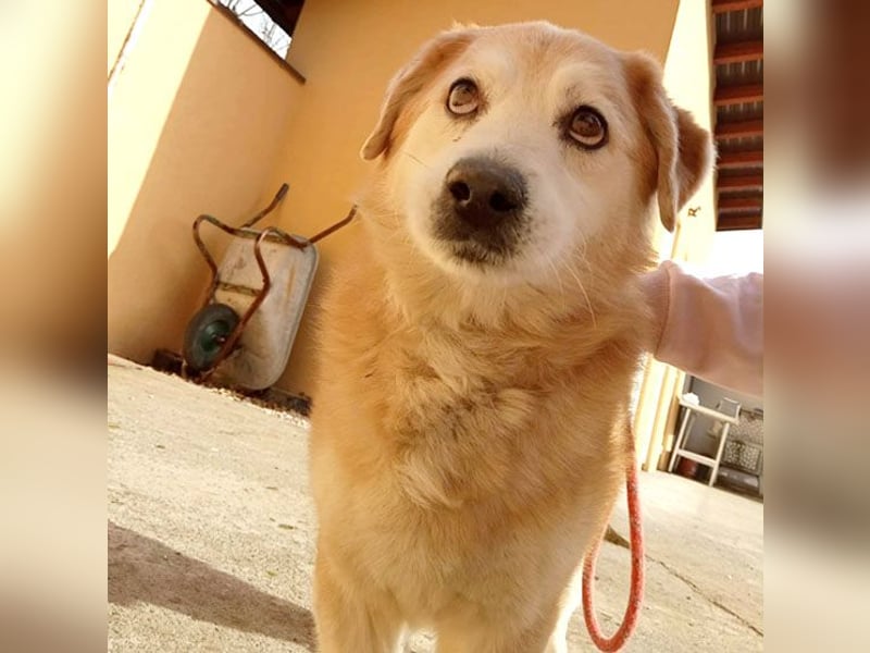 ZUCO - Engel auf 4 Pfoten - 13 Jahre, 40cm - Mischling