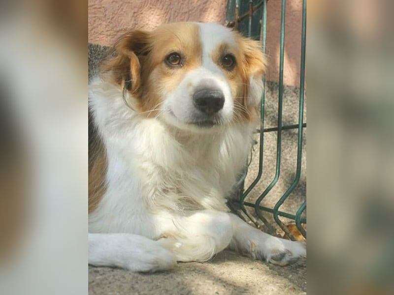 zarte Hundeseele LOTTA - 4 Jahre, 40cm/15kg - Mischling