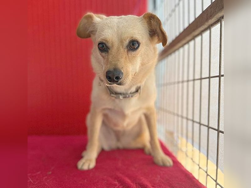 ❤️ zarte Hundeseele TILLY - 2 Jahre, 40cm/9kg - Mischling