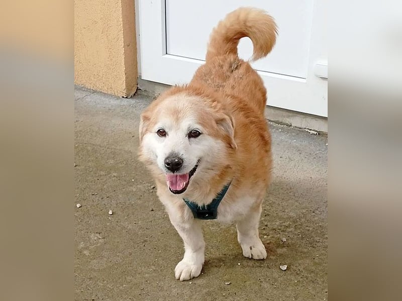 ZUCO - Engel auf 4 Pfoten - 13 Jahre, 40cm - Mischling