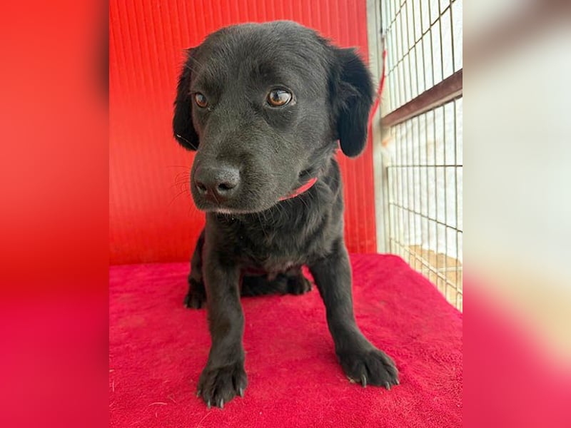 liebenswerte kleine SZISZI - 1,5 Jahre, 35cm/11kg - Mischling