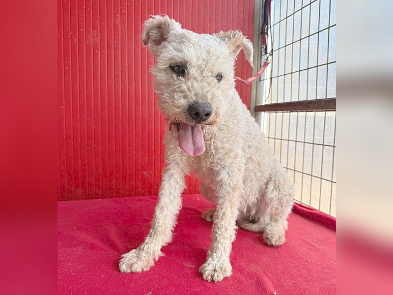 süßer Wuschel-Mix FLUFFY - 2 Jahre, 40cm/11kg