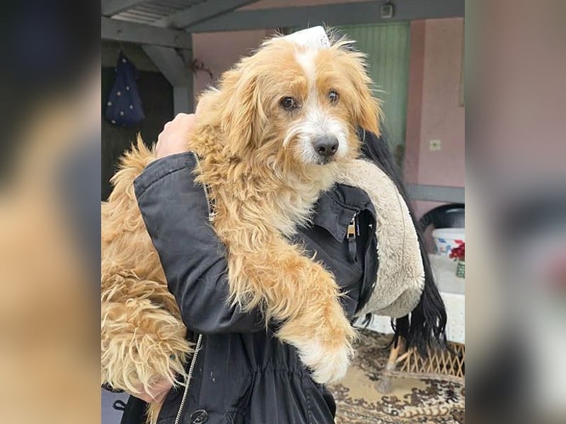 ❤️ kleiner Herzensbrecher TIMMY- 1,5 Jahre, 25cm/5,5kg - Mischling