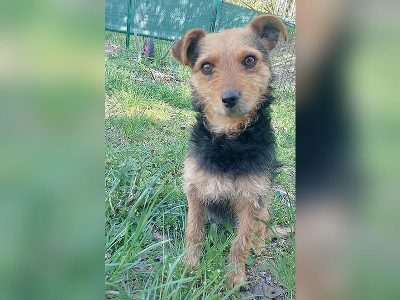 zarte kleine Hundeseele AUDREY - 1,5 Jahre, 35cm/7kg