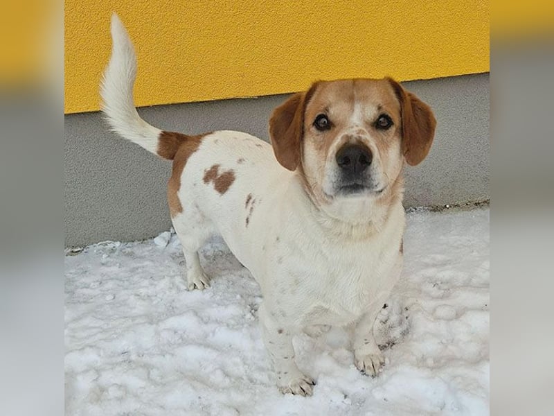 ❤️❤️❤️ knuffiger allerliebster MUFFIN - 4 Jahre, 37cm - Mischling