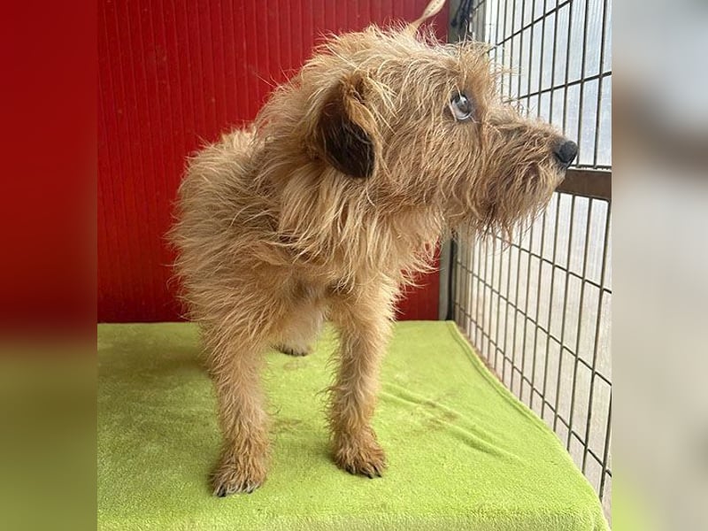 zarte Hundeseele BOGYI - 4 Jahre, 37cm/11kg - Struppi-Mix