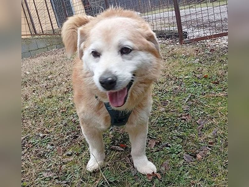 ZUCO - Engel auf 4 Pfoten - 13 Jahre, 40cm - Mischling