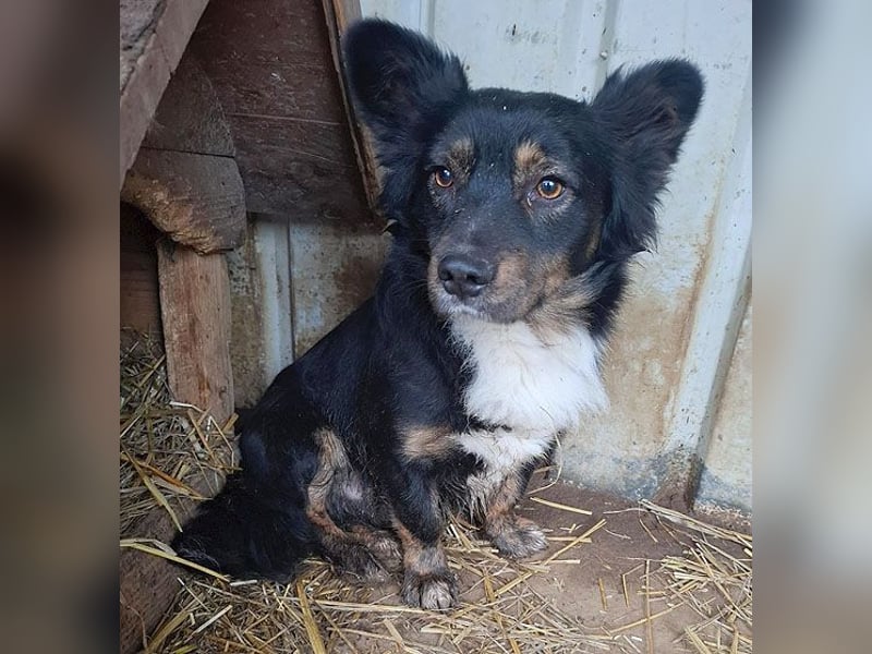 ❤️❤️❤️ liebenswerter kleiner BERRY - 2 Jahre, 32cm/13kg - Mischling