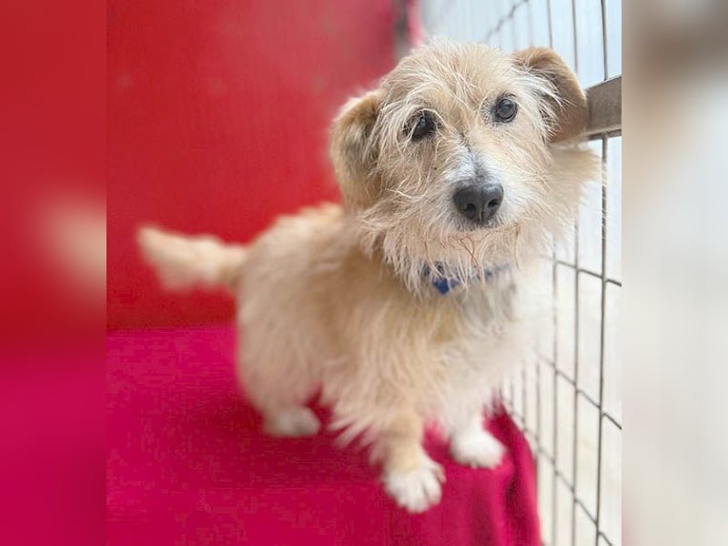 liebe kleine Struppi-Maus MOMO - 9 Jahre, 30cm/9kg