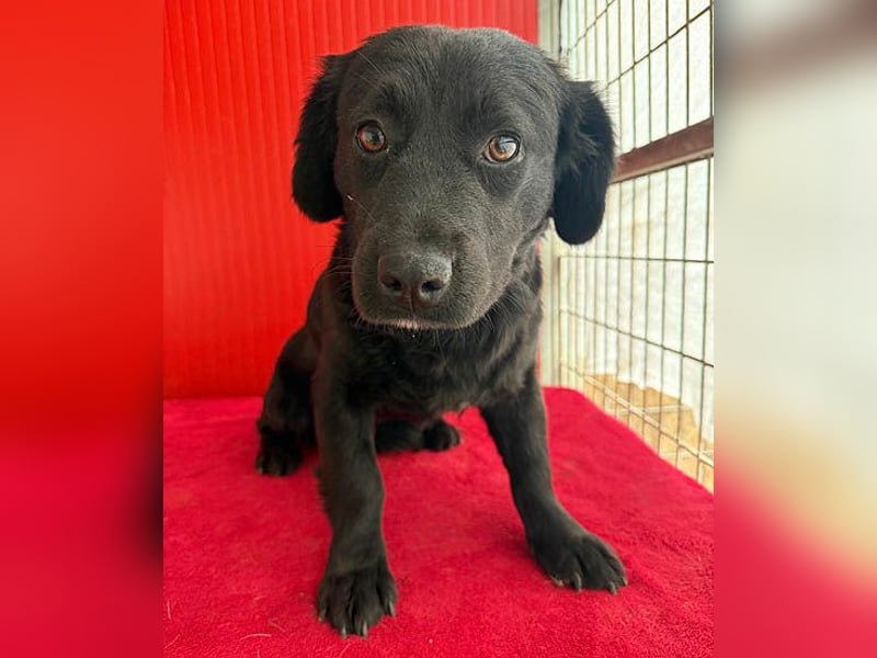 liebenswerte kleine SZISZI - 1,5 Jahre, 35cm/11kg - Mischling