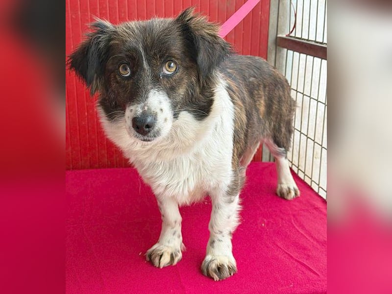 liebenswerter kleiner Schatz HEDI - 2 Jahre/35cm