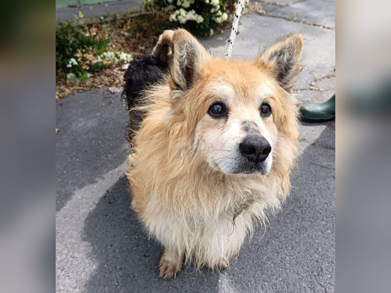 armer Hunde-Opi in der Tötung - 15 Jahre, 32/34cm - kleiner Mischling