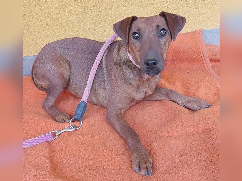❤️❤️❤️ ein warmes Nest für MIMI gesucht - 1,5 Jahre, 37cm/8kg - Pinscher-Mix
