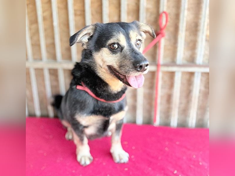 ❤️❤️❤️ kleine Hundeseele RAFFY - 8 Jahre, 36cm/12kg - Mischling