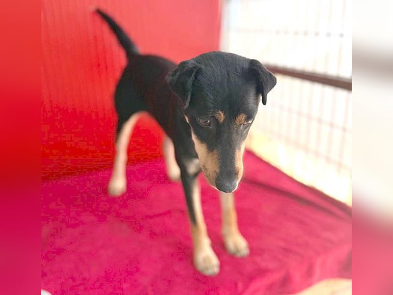 ❤️❤️❤️ lebenslustige MANKA - 1,5 Jahre, 40cm/10kg - Mischling