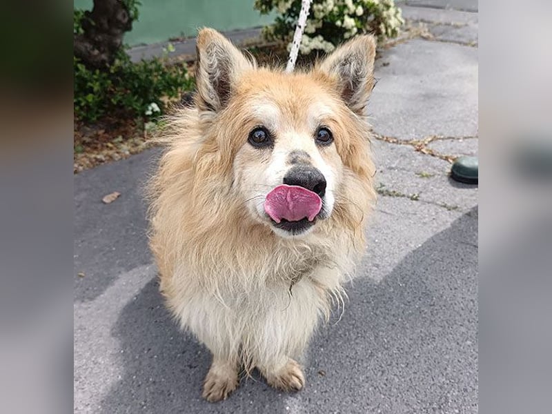 armer Hunde-Opi in der Tötung - 15 Jahre, 32/34cm - kleiner Mischling