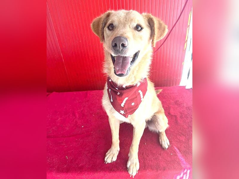 ❤️❤️❤️ liebenswerter FRENKI ging durch die Hölle - 2,5 Jahre, 42cm - Mischling