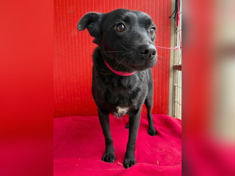 süße kleine RAVY - 7,5 Jahre, 39cm - Mischling