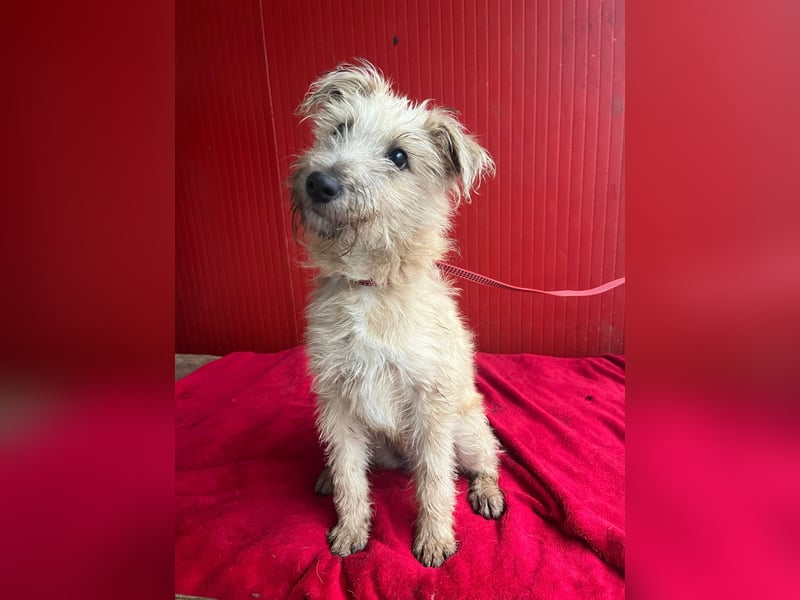 süße kleine MADDIE - 6 Monate, 35cm/6kg - Mischling