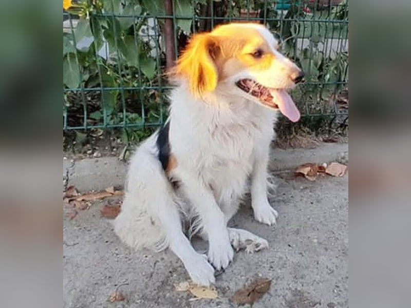 zarte Hundeseele LOTTA - 4 Jahre, 40cm/15kg - Mischling