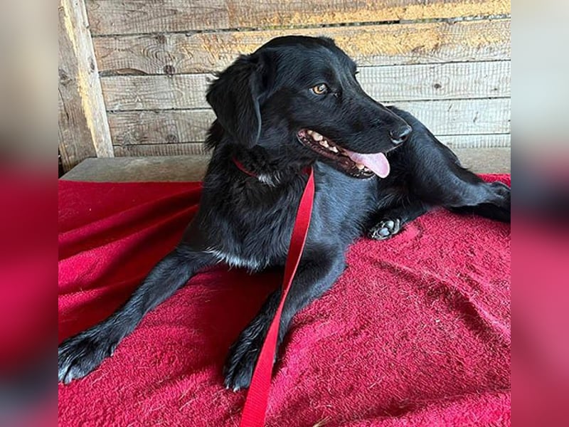 ❤️ liebenswerter LALI - 1,5 Jahre, 38/40cm-12kg  -Mischling