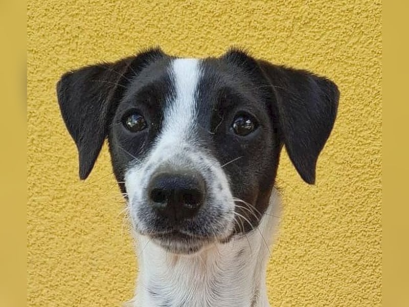 ❤️❤️❤️ süßes Lausmädel ZORKA - 7 Monate, 34cm/6kg - kl. Mix