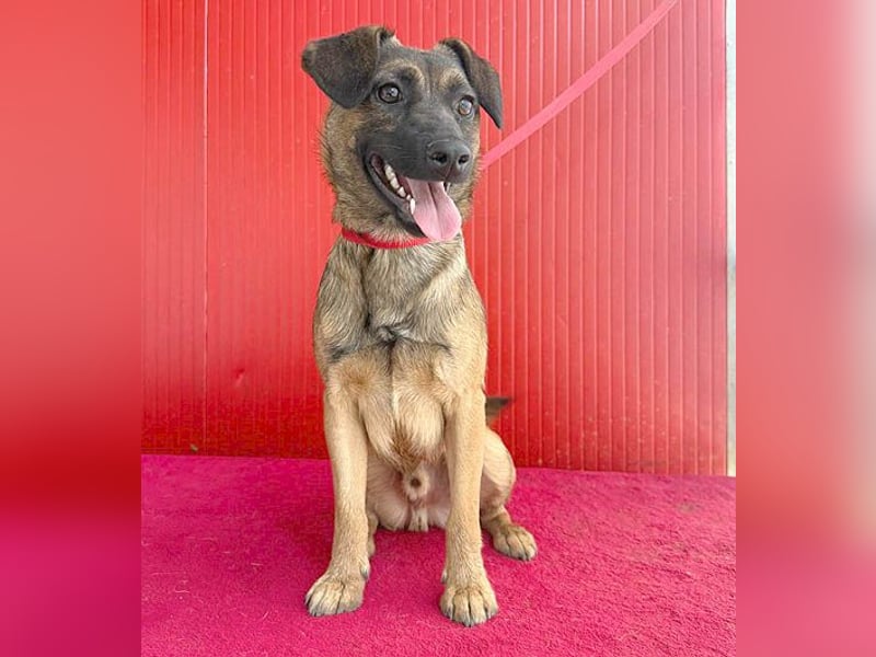 süßer Lausbub FILOU - 10 Monate, 40cm/10kg - Mischling