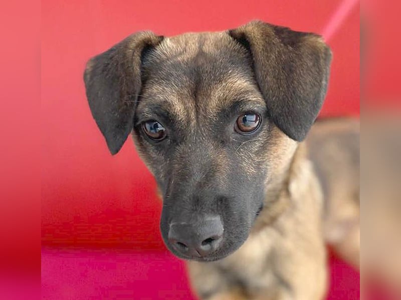 süßer Lausbub FILOU - 10 Monate, 40cm/10kg - Mischling