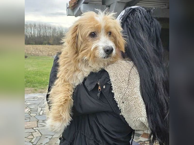 ❤️ kleiner Herzensbrecher TIMMY- 1,5 Jahre, 25cm/5,5kg - Mischling