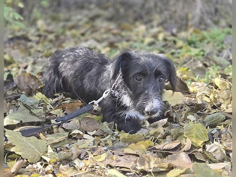 kleiner Struppi-Mix BOGYO - 9 Monate, 35cm