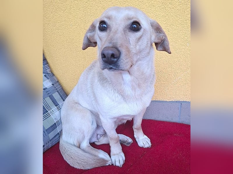 ❤️❤️❤️ hübsche kleine LATTE - 3 Jahre, 32cm/12kg - Mischling