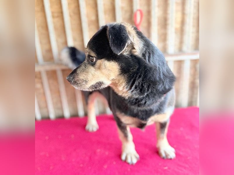 ❤️❤️❤️ kleine Hundeseele RAFFY - 8 Jahre, 36cm/12kg - Mischling