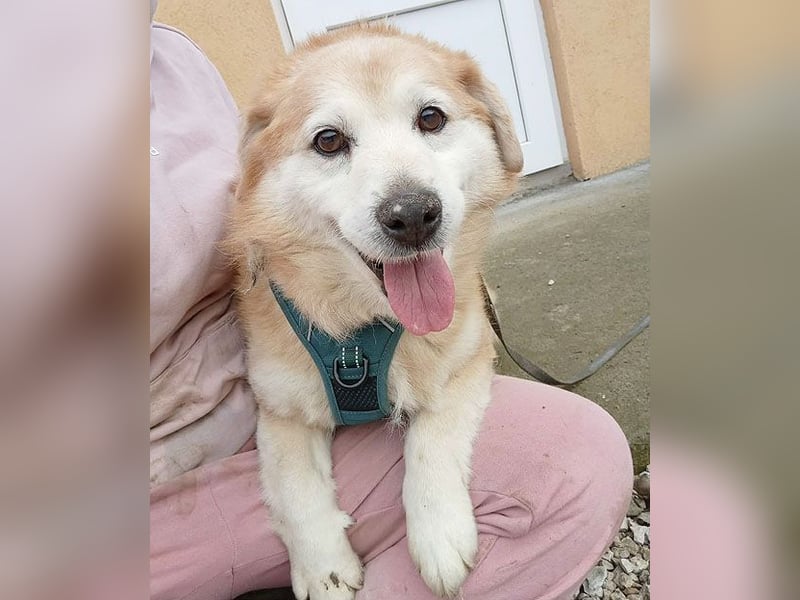 ZUCO - Engel auf 4 Pfoten - 13 Jahre, 40cm - Mischling
