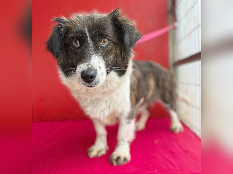 liebenswerter kleiner Schatz HEDI - 2 Jahre/35cm