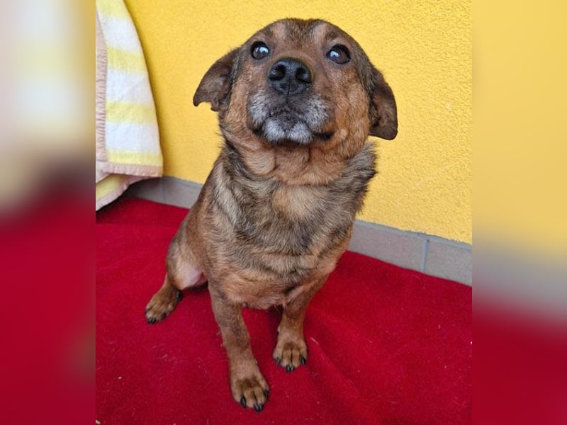 ❤️❤️❤️ arme Hundeseele BOBBY - 5 ,5 Jahre, 36cm/12kg - kl. Mischling