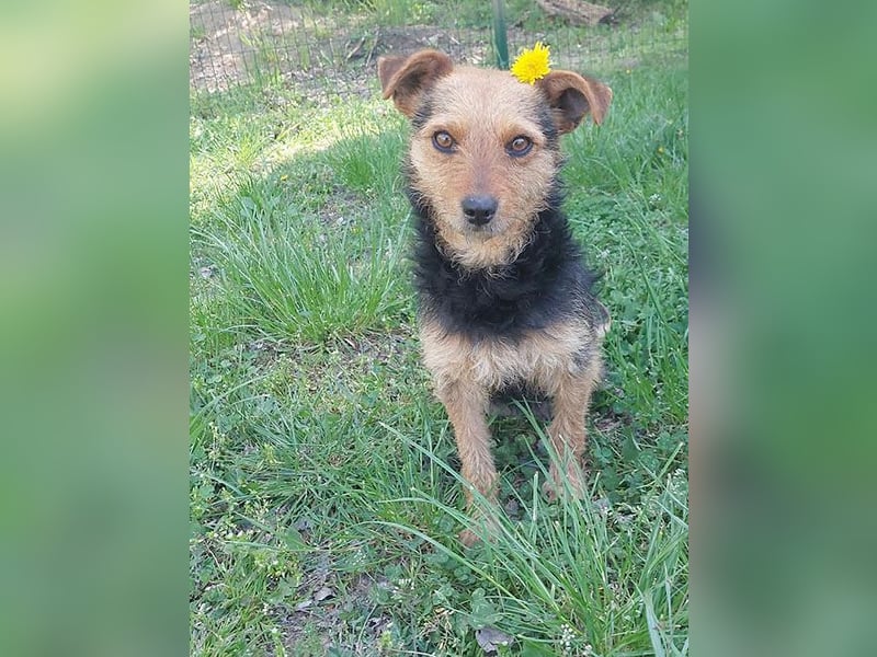 zarte kleine Hundeseele AUDREY - 1,5 Jahre, 35cm/7kg