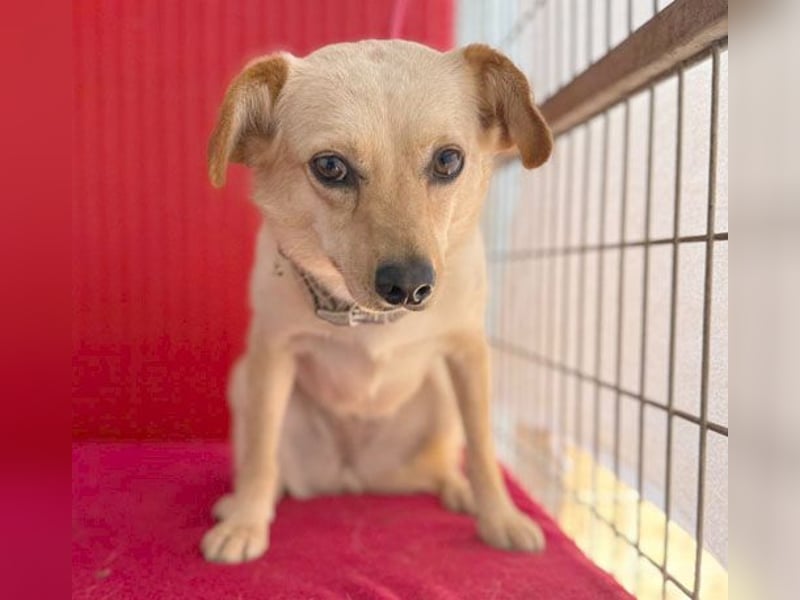 ❤️ zarte Hundeseele TILLY - 2 Jahre, 40cm/9kg - Mischling