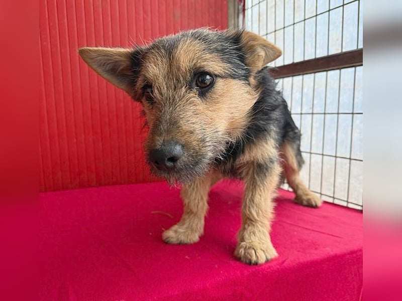 ❤️❤️❤️ kleine Knutschkugel FIFI - 2 Jahre, 35cm - Mischling