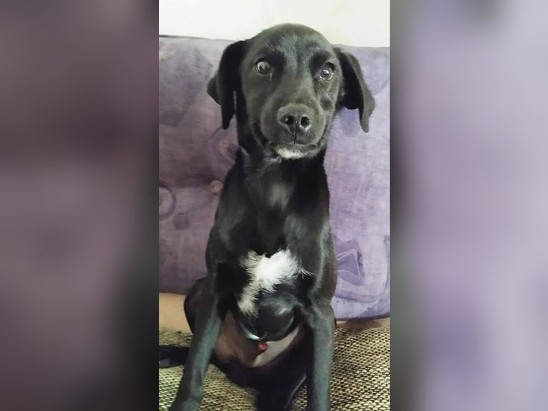 süßer MUFFIN - 6 Monate, 32cm/7kg - Typ Mini-Labrador