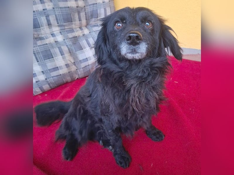 ❤️❤️❤️ Herzblatt RETHY - 10 Jahre, 32cm/8kg - kl. Mischling