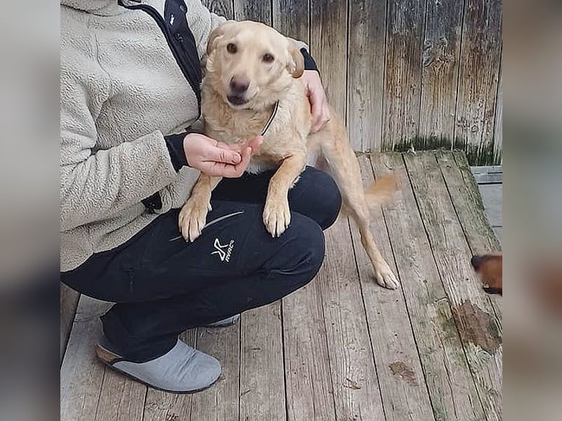 ❤️❤️❤️ liebenswerter FRENKI ging durch die Hölle - 3 Jahre, 42cm - Mischling