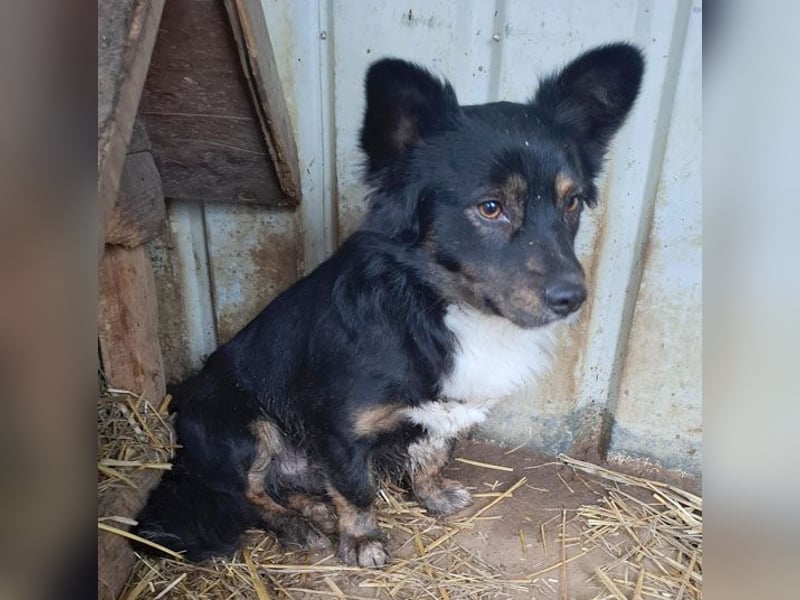 ❤️❤️❤️ liebenswerter kleiner BERRY - 2 Jahre, 32cm/13kg - Mischling
